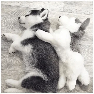 ☺️ emoji Собачки @dogsaredogs Telegram sticker 15 of 31