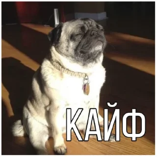 😌 emoji Собачки @dogsaredogs Telegram sticker 20 of 31