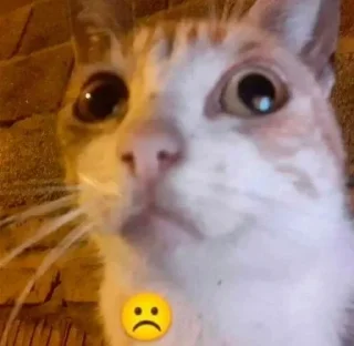 Sticker from Коты.