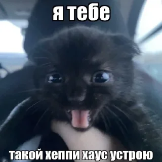 Sticker from коты мухаха