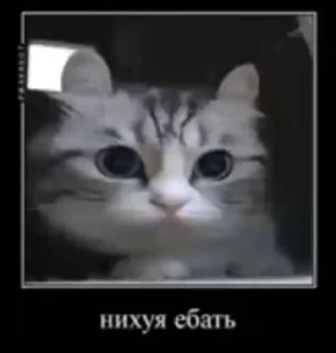 🌟 emoji Чат и Точка. Telegram sticker 18 of 90