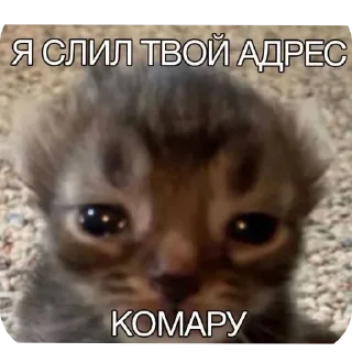🐱 emoji @STICKRULE <- БОЛЬШЕ Telegram sticker 12 of 118