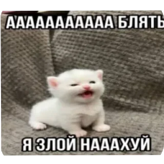 🐱 emoji @STICKRULE <- БОЛЬШЕ Telegram sticker 11 of 118