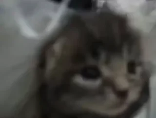 🐱 emoji Время трахнут гамасека Telegram sticker 12 of 119
