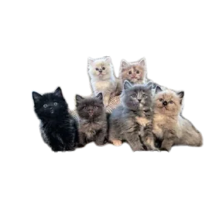 😹 emoji @korolpupsikov Стикеры не мои, но мои любимые Telegram sticker 1 of 60