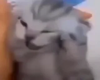 🐱 emoji @korolpupsikov Стикеры не мои, но мои любимые Telegram sticker 20 of 60