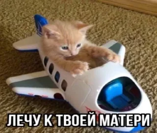 🌟 emoji котики бутербродики Telegram sticker 18 of 113