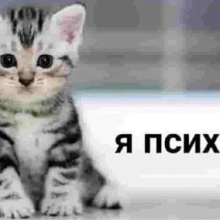 🌟 emoji котики бутербродики Telegram sticker 4 of 113