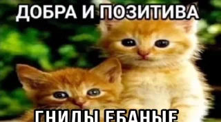 🌟 emoji котики бутербродики Telegram sticker 3 of 113