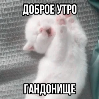 🌟 emoji котики бутербродики Telegram sticker 21 of 113
