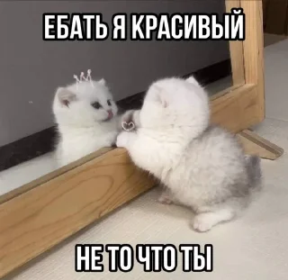 🌟 emoji котики бутербродики Telegram sticker 19 of 113