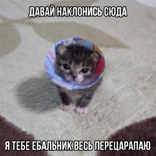 🌟 emoji котики бутербродики Telegram sticker 11 of 113