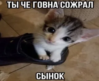 🌟 emoji котики бутербродики Telegram sticker 20 of 113