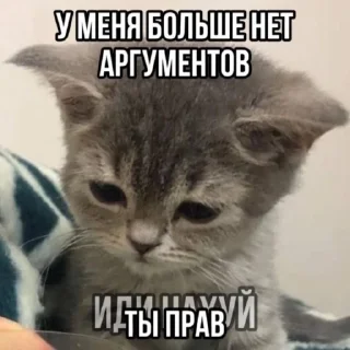 🌟 emoji котики бутербродики Telegram sticker 10 of 113