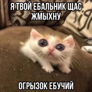 🌟 emoji котики бутербродики Telegram sticker 12 of 113