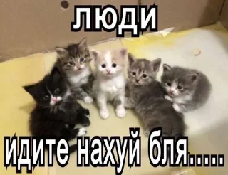 🌟 emoji котики бутербродики Telegram sticker 7 of 113