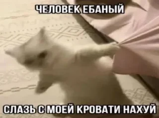 🌟 emoji котики бутербродики Telegram sticker 16 of 113