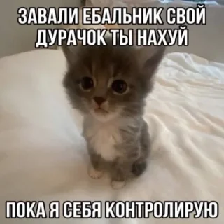 🌟 emoji котики бутербродики Telegram sticker 8 of 113