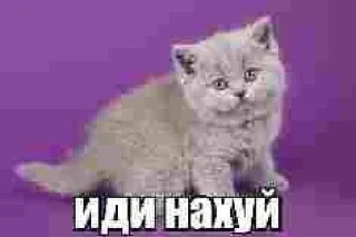 🌟 emoji котики бутербродики Telegram sticker 14 of 113
