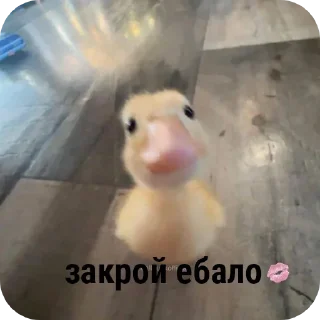 Sticker from уменяедеткрыша