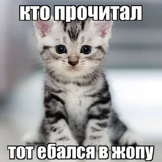 🫣 emoji для няшек Telegram sticker 17 of 24