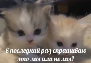Sticker from я ебал, меня сосали