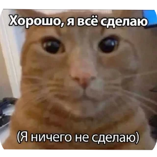 🐱 emoji Майо @TgEmodziBot Telegram sticker 20 of 120