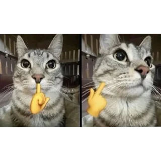 🐱 emoji Майо @TgEmodziBot Telegram sticker 17 of 120
