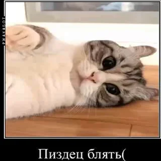 Sticker from рандом для @wospa_yadoriga