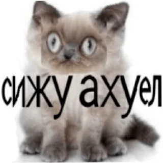Sticker from 0_0