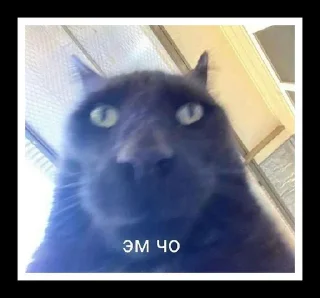 🐈 emoji котики от эвелины Telegram sticker 4 of 7