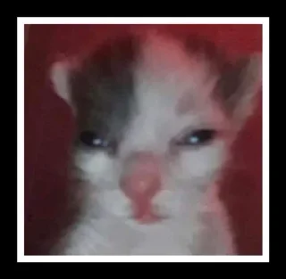 🐈 emoji котики от эвелины Telegram sticker 6 of 7