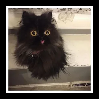 🐈 emoji котики от эвелины Telegram sticker 2 of 7
