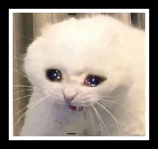 🐈 emoji котики от эвелины Telegram sticker 5 of 7