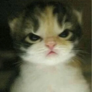 Sticker from Котики, от iitz_chel
