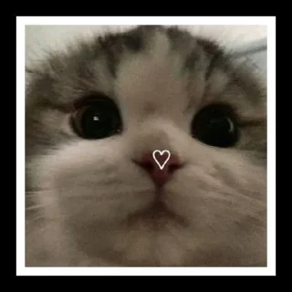 🐈 emoji котики от эвелины Telegram sticker 1 of 7