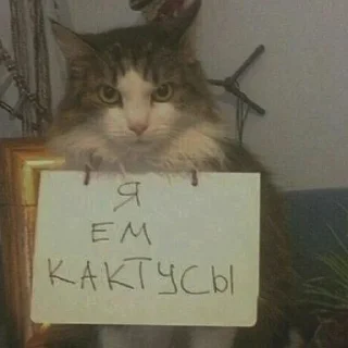Sticker from Котики от @moh_lopyh