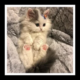 🐈 emoji котики от эвелины Telegram sticker 3 of 7