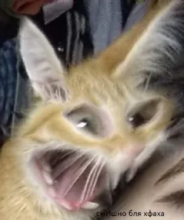 🐈 emoji котики от эвелины Telegram sticker 7 of 7