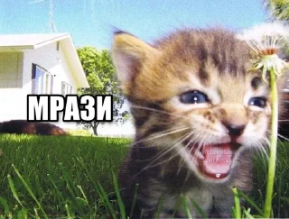 Sticker from Котеке 2