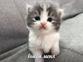 Sticker from котятки🐱