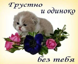 Sticker from котятки🐱