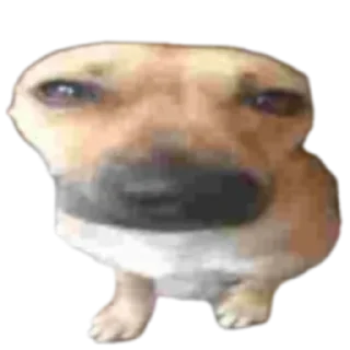 🐶 emoji Рандом фигня из интернета Telegram sticker 10 of 30