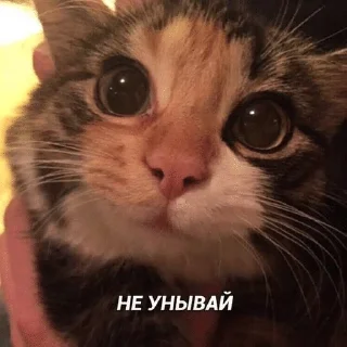 🌟 emoji Подари мне любовь разбивая руки в кровь... Telegram sticker 13 of 46