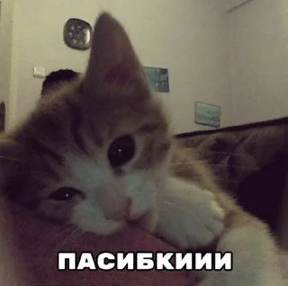🌟 emoji Подари мне любовь разбивая руки в кровь... Telegram sticker 3 of 46
