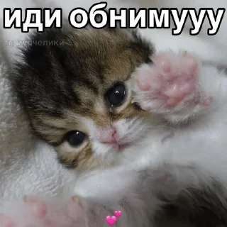 🌟 emoji Подари мне любовь разбивая руки в кровь... Telegram sticker 7 of 46