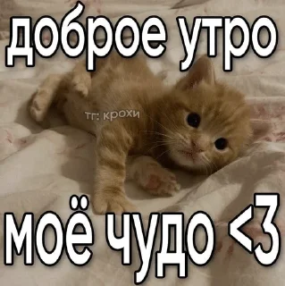🌟 emoji Подари мне любовь разбивая руки в кровь... Telegram sticker 5 of 46