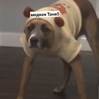 😄 emoji Псина-Тяня сутулая Telegram sticker 12 of 59
