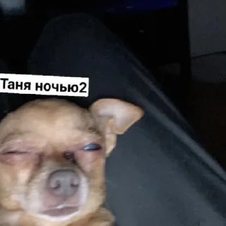😄 emoji Псина-Тяня сутулая Telegram sticker 13 of 59