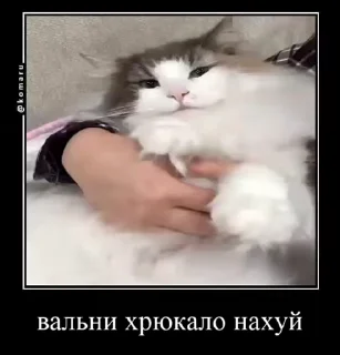 Sticker from комару и банда😼